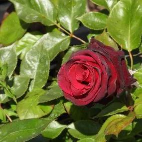 Black Baccara Hybrid Tea Rose (Rosa Black Baccara) 1